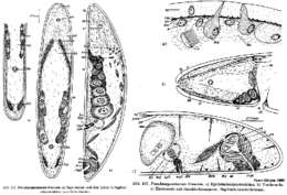 Image de Pseudmecynostomum bruneum Dörjes 1968