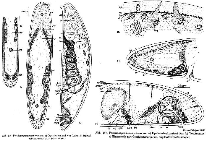 Image of Pseudmecynostomum bruneum Dörjes 1968