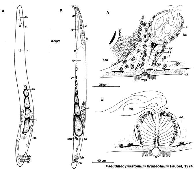 Image of Pseudmecynostomum bruneofilum Faubel 1974
