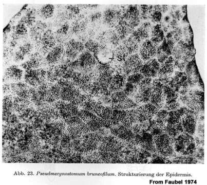 Image of Pseudmecynostomum bruneofilum Faubel 1974