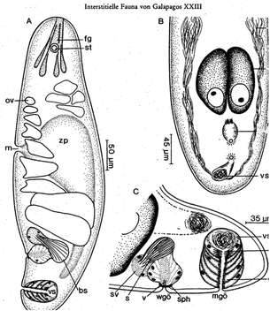 Image of Pseudmecynostomum pellucidum Ehlers & Dörjes 1979
