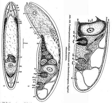 Image de Eumecynostomum westbladi (Dörjes 1968)