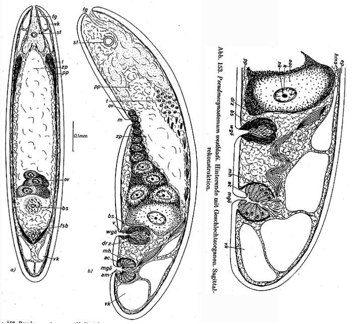 Image of Eumecynostomum westbladi (Dörjes 1968)