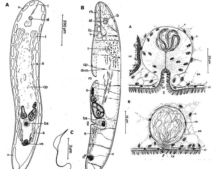 Image of Eumecynostomum altitudi Faubel & Regier 1983
