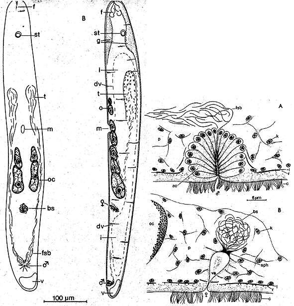 Image of Eumecynostomum boreale (Faubel 1977)