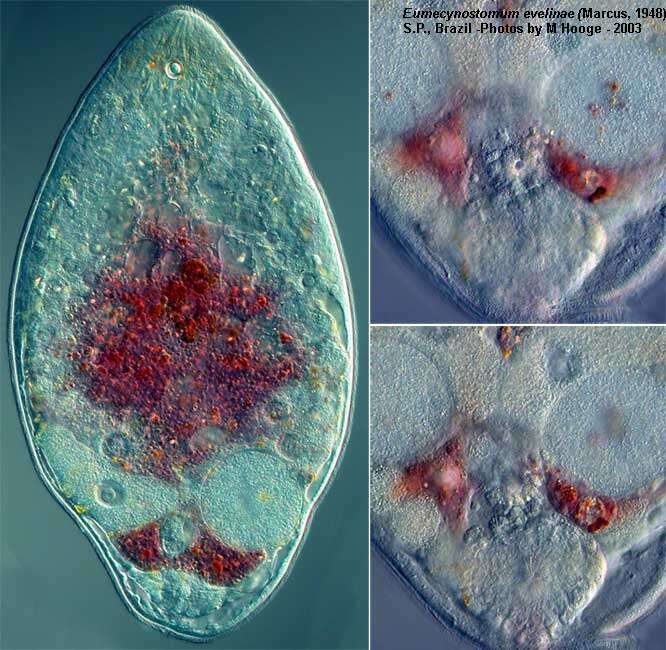 Image de Eumecynostomum evelinae (Marcus 1948)