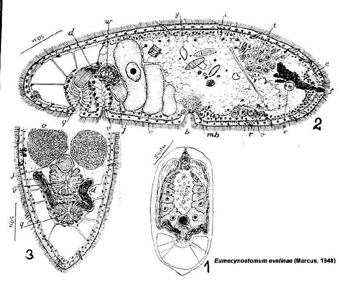 Image de Eumecynostomum evelinae (Marcus 1948)