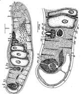 Image of Eumecynostomum flavescens (Dörjes 1968)