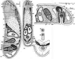 Image de Eumecynostomum juistensis (Dörjes 1968)