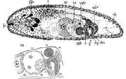 Image de Eumecynostomum macrobursalium (Westblad 1946)