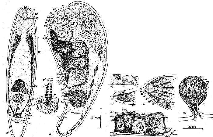 Image de Eumecynostomum maritimum (Dörjes 1968)