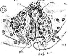 Image de Eumecynostomum pallidum (Beklemischev 1915)