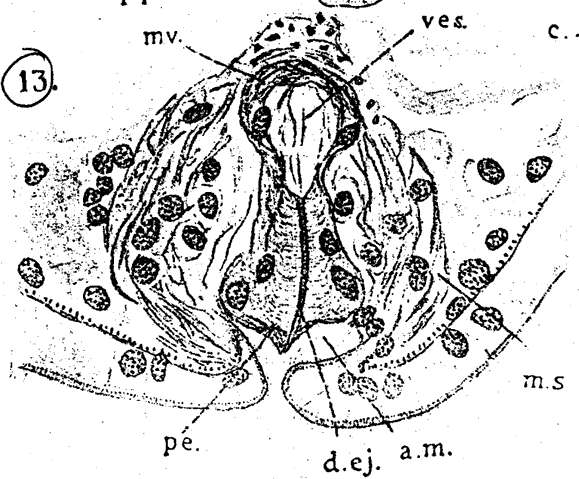 Image de Eumecynostomum pallidum (Beklemischev 1915)