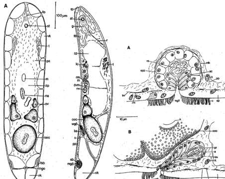 Image de Eumecynostomum papillosum (Faubel 1974)