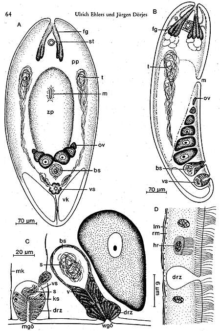 Image of Eumecynostomum tardum (Ehlers & Dörjes 1979)