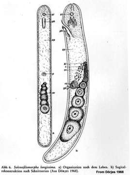 Image de Solenofilomorpha