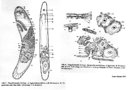 Image of Oligofilomorpha