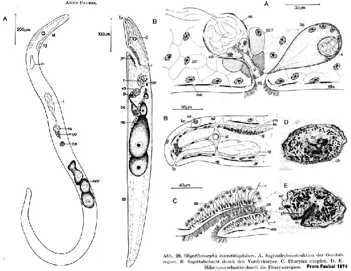 Image of Solenofilomorphidae