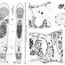 Image of Fusantrum rhammiphorum Crezee 1975