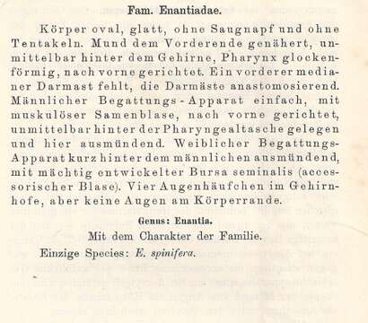 Image of Enantiidae