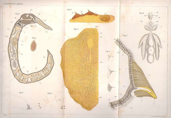 Image de Enantia spinifera Graff 1889