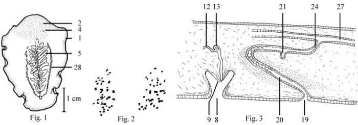 Image of Postenterogonia