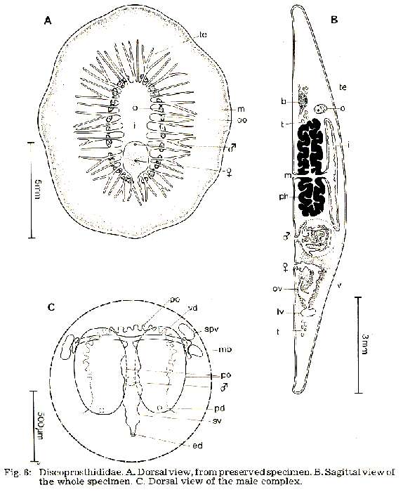 Image of Discoprosthides patagoniensis Faubel 1983