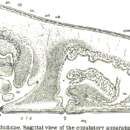 Image de Discoprosthides patagoniensis Faubel 1983