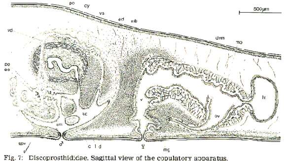 Image of Discoprosthides patagoniensis Faubel 1983