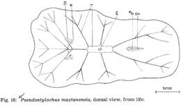 Pseudostylochus的圖片