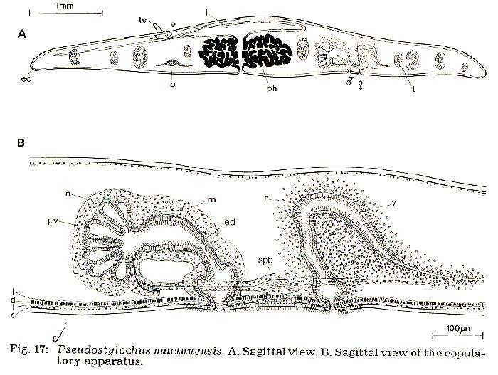 Image of Pseudostylochidae