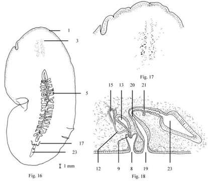 صورة Leptostylochus