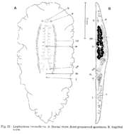 Image of Leptoplana tremellaris (Müller OF 1773)