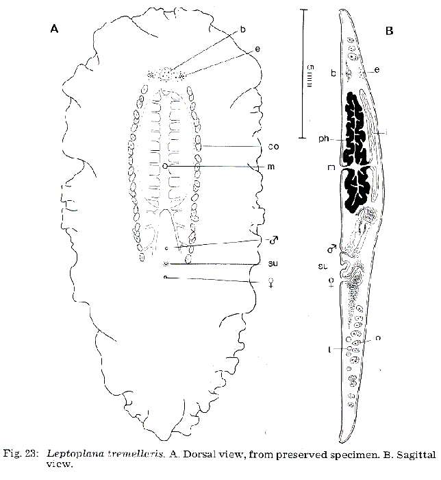 Image de Leptoplana tremellaris (Müller OF 1773)