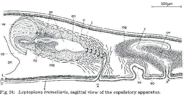 Image of Leptoplana tremellaris (Müller OF 1773)