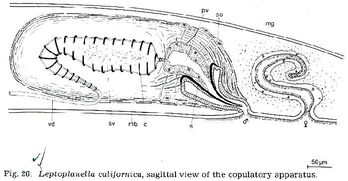 Image of Leptoplanella