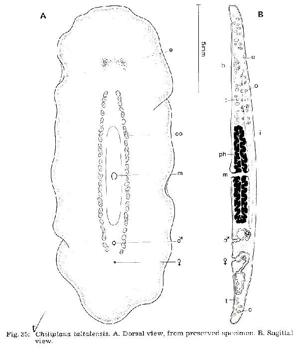 Image de Chiliplana