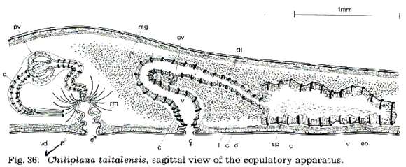 Image of Faubelidae