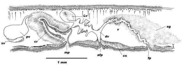 Image of Echinoplana