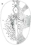 Image of Eurylepta aurantiaca Heath & McGregor 1912