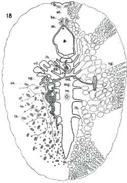 Imagem de Eurylepta aurantiaca Heath & McGregor 1912