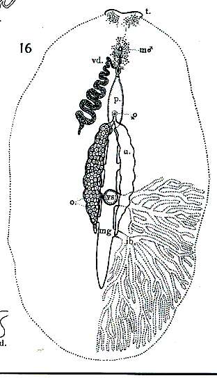 Image de Stylostomum lentum Heath & McGregor 1912