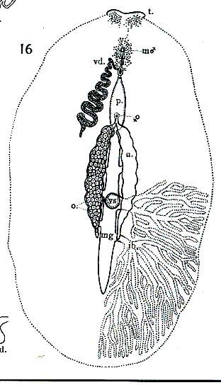 Слика од Stylostomum lentum Heath & McGregor 1912