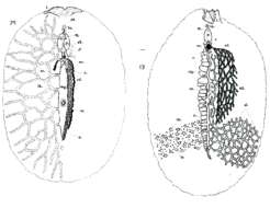 Image of Euryleptodes cavicola Heath & McGregor 1912