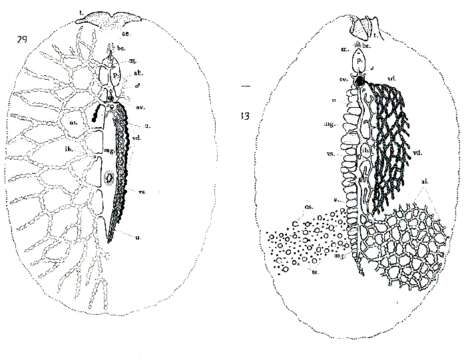 Imagem de Euryleptodes cavicola Heath & McGregor 1912