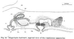 Image of Stygolepta