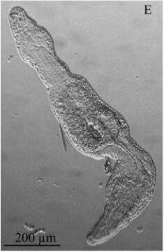 Image of Stenostomum grabbskogense Luther 1960