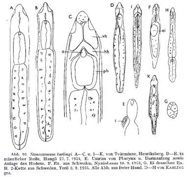 Image of Stenostomum karlingi Luther 1960