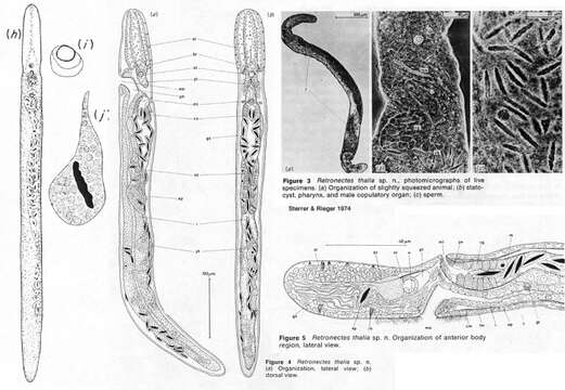 Plancia ëd Retronectes thalia Sterrer & Rieger 1974