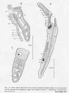 Plancia ëd Retronectes atypica Doe & Rieger 1977